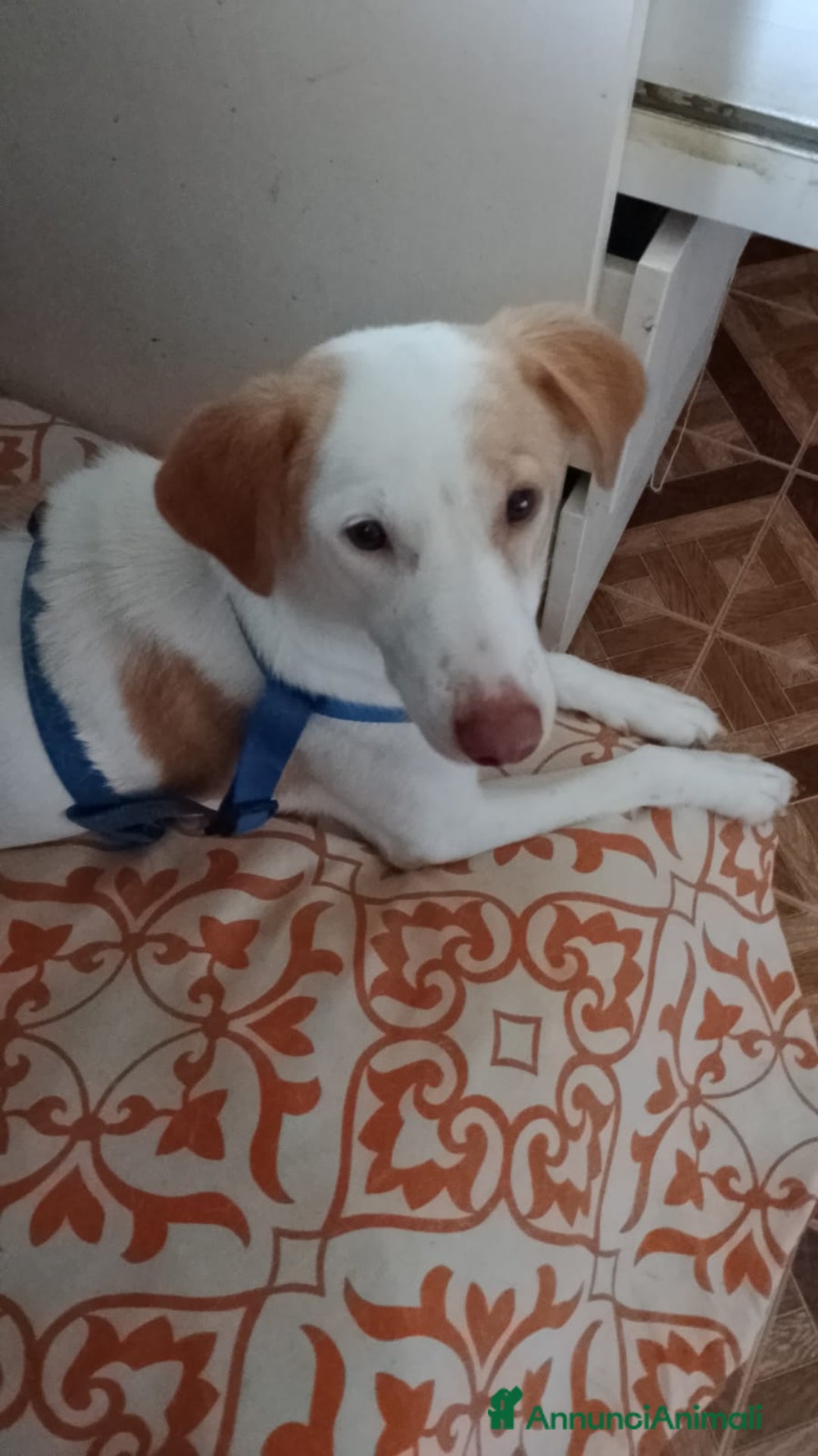 Altre razze cani in regalo: angelica - Annuncio 4