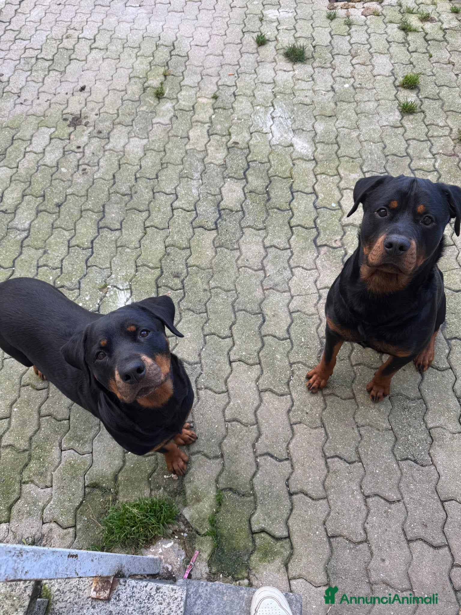 Rottweiler cani Cuccioli di rotwailer  - Annuncio 1