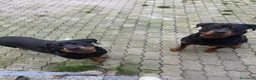 Rottweiler cani in vendita: Cuccioli di rotwailer  - Annuncio 1