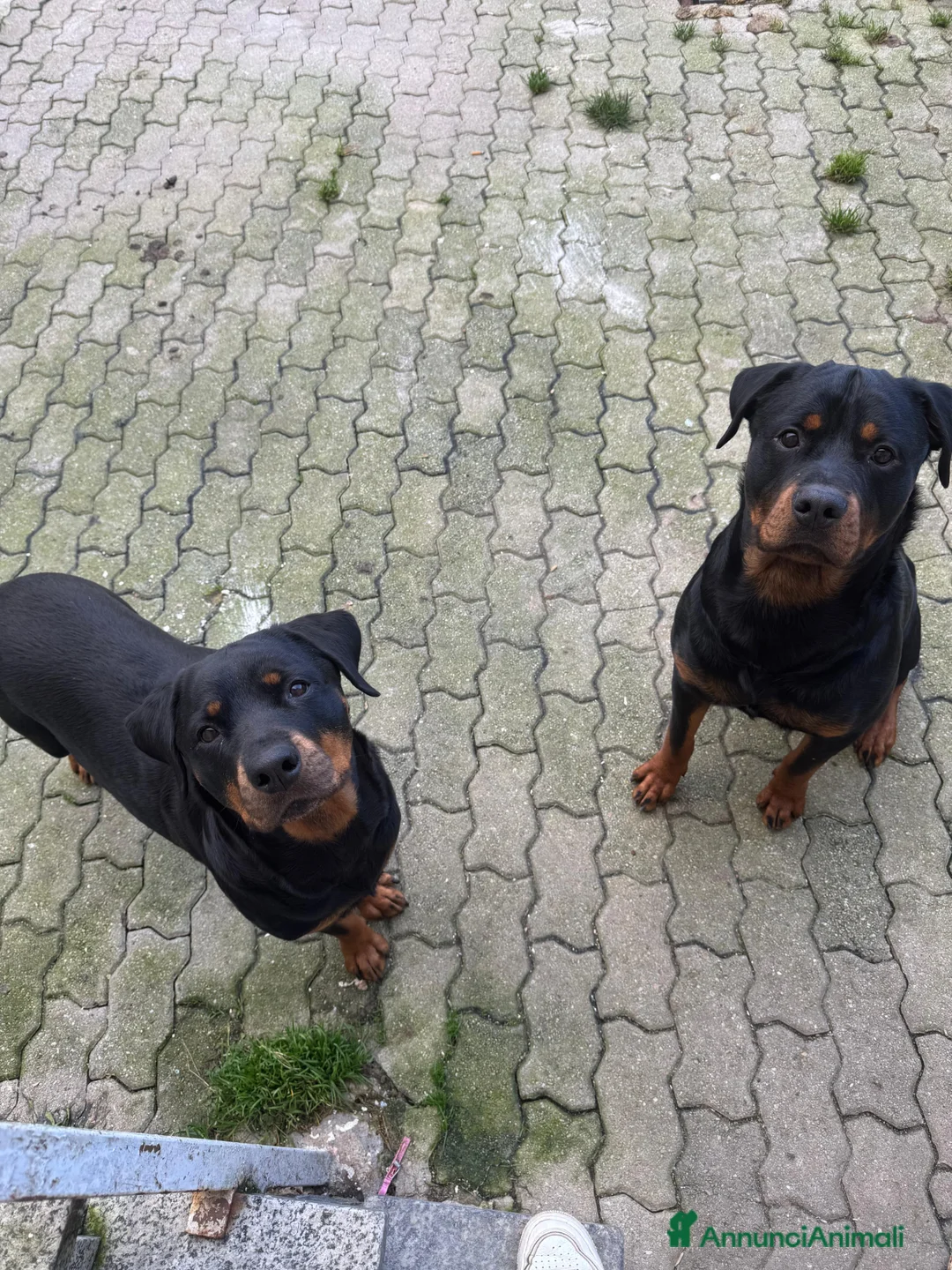Rottweiler cani in vendita: Cuccioli di rotwailer  - Annuncio 1