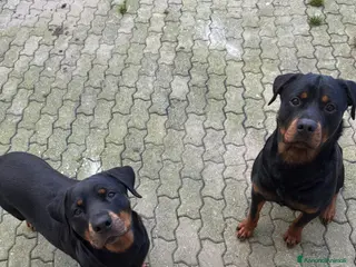 Rottweiler cani Cuccioli di rotwailer - Annuncio 1