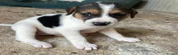 Meticcio cani in regalo: TENERI CUCCIOLOTTI : TARZAN E JANE a Città metropolitana di Roma Capitale - Annuncio 11