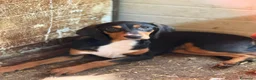 Meticcio cani in regalo: 4 CUCCIOLI simpaticissimi e coccoloni in canile! - Annuncio 8