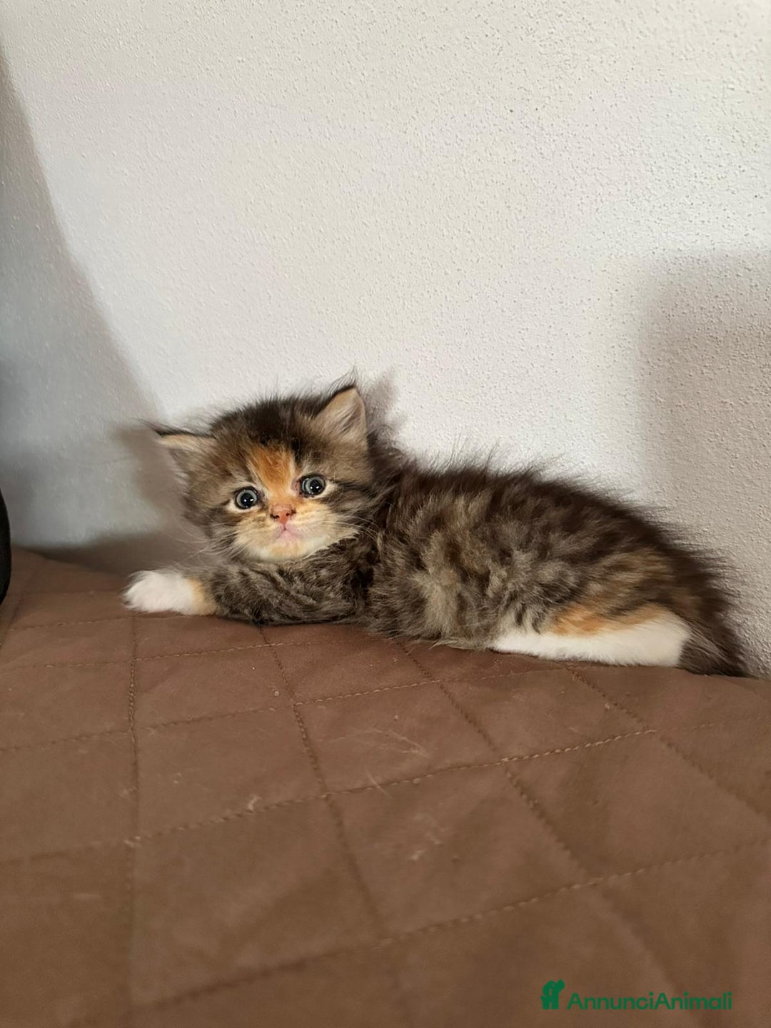 Persiano gatti in vendita: Gattine persiane normotipo  a Provincia di Reggio Emilia - Immagine 13
