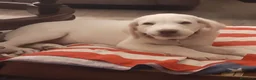 Meticcio cani in regalo: Cocca sui 4mesi mix Labrador rimasta sola CAGLIARI - Annuncio 3