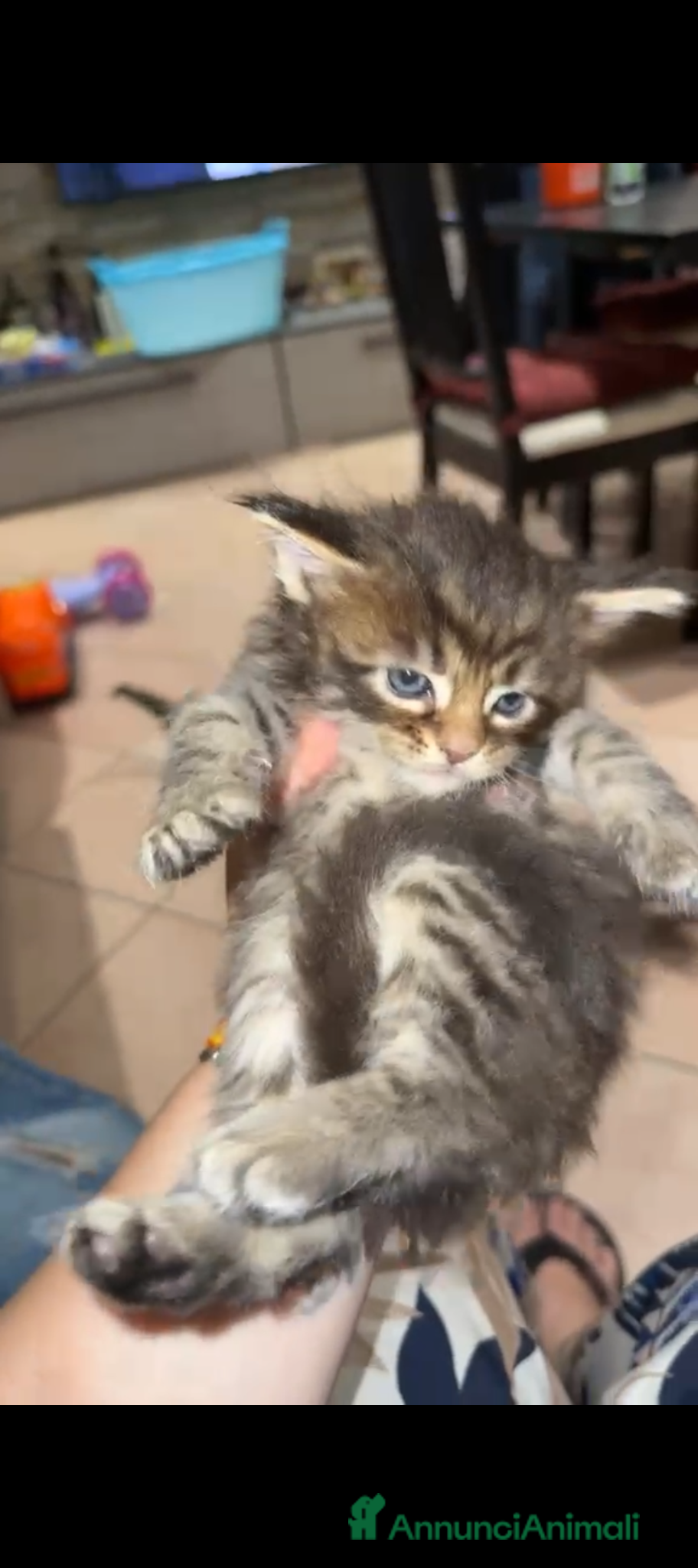 Maine Coon gatti Maine Coon  - Annuncio 4