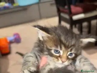 Maine Coon gatti Maine Coon - Annuncio 5