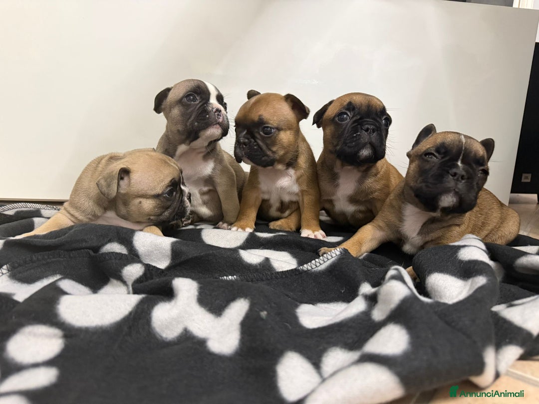 Bulldog Francese cani in vendita: Cuccioli di Buldog francese  - Annuncio 14