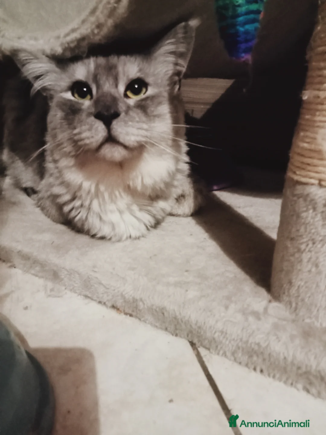 Maine Coon gatti in vendita: Maine coon 1 anno intero - Annuncio 5