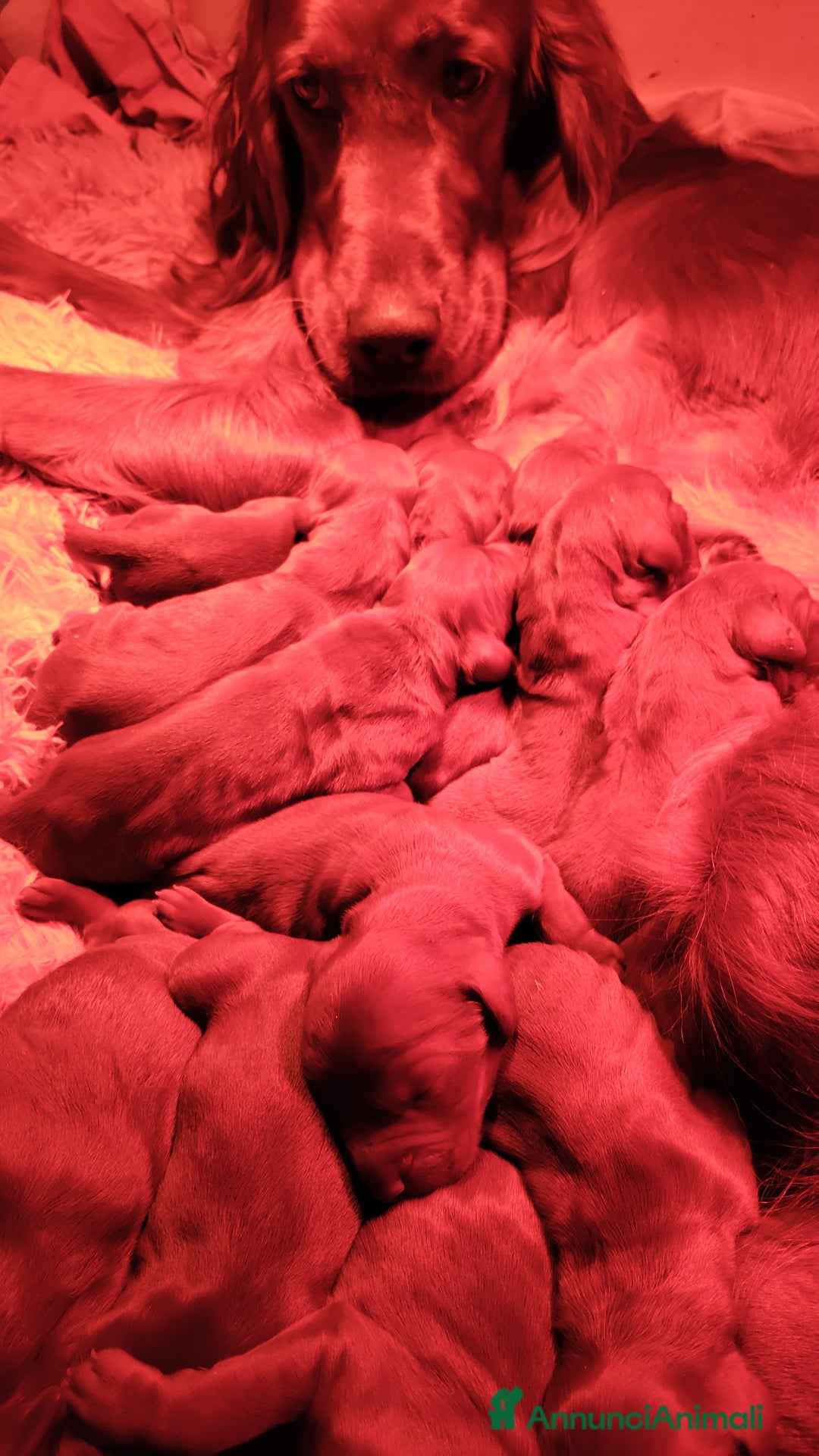 Setter Irlandese cani in vendita: Setter Irlandese stupenda cucciolata  - Annuncio 5