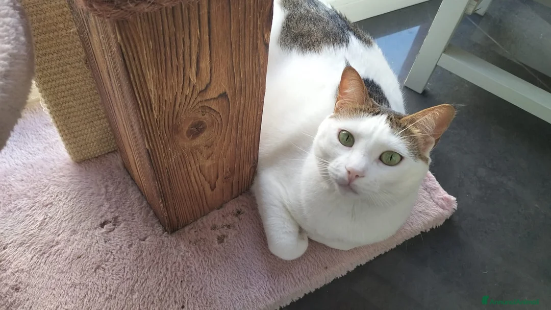 Meticcio gatti in regalo: Greta - Annuncio 1