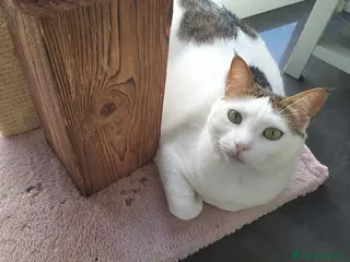 Meticcio gatti Greta - Annuncio 1