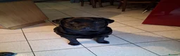 Labrador cani in vendita: Labrador Retriever a Provincia di Piacenza - Annuncio 3