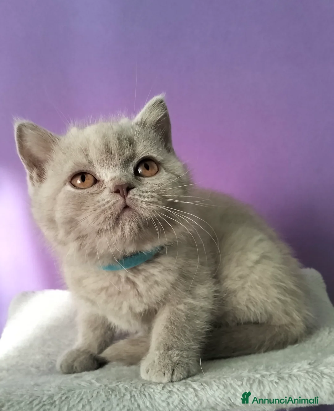 British gatti in vendita: Cuccioli British Shorthair  - Annuncio 4