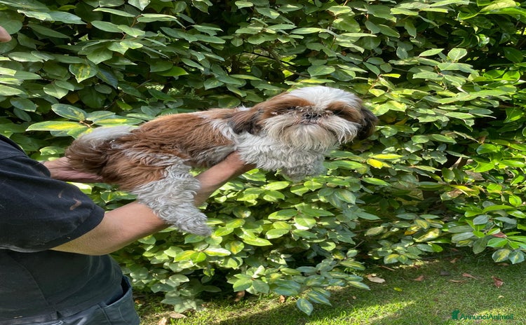 Shih Tzu cani SHIHTZU ADULTO MASCHIO- rimborso spese - Annuncio 1