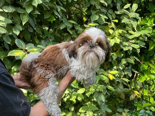 Shih Tzu cani SHIHTZU ADULTO MASCHIO- rimborso spese - Annuncio 2