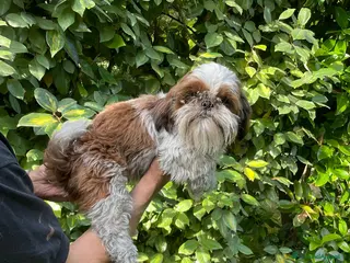 Shih Tzu cani SHIHTZU ADULTO MASCHIO- rimborso spese - Annuncio 35