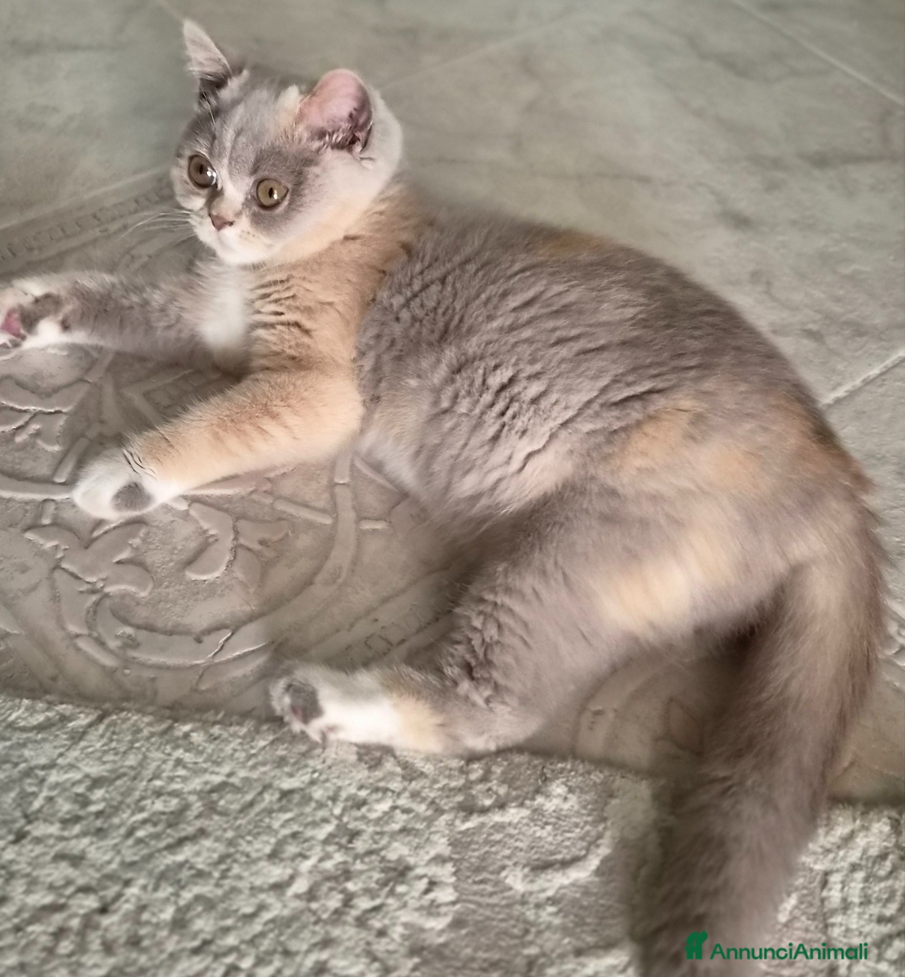 British gatti British shorthair  - Annuncio 4