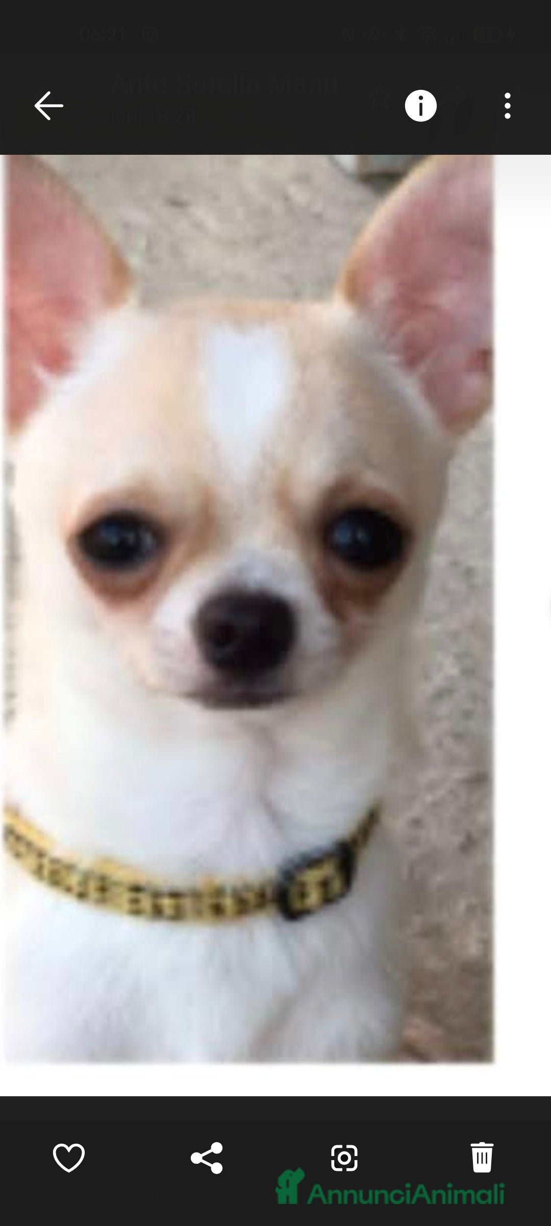 Chihuahua cani Chihuhua  - Annuncio 1