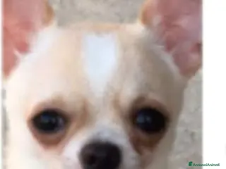 Chihuahua cani Chihuhua - Annuncio 1