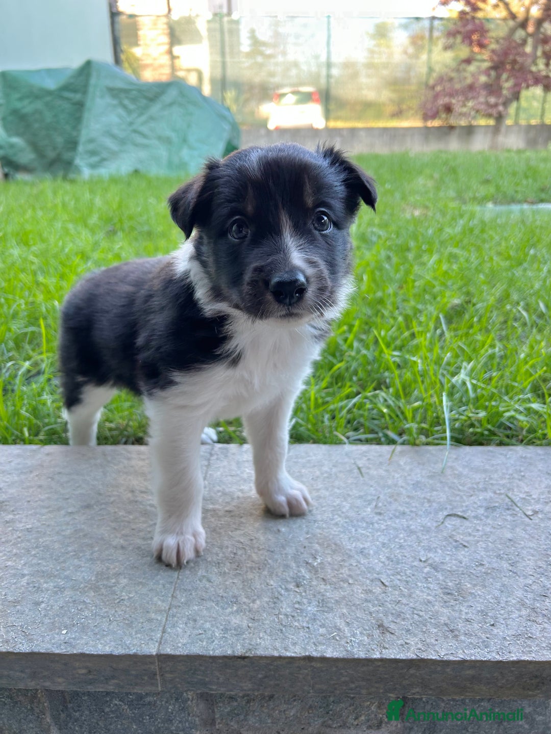 Border Collie cani in vendita: Cuccioli di Border Collie - Annuncio 3