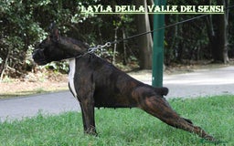 Boxer cani in vendita: BOXER CUCCIOLI DISPONIBILI - Annuncio 10