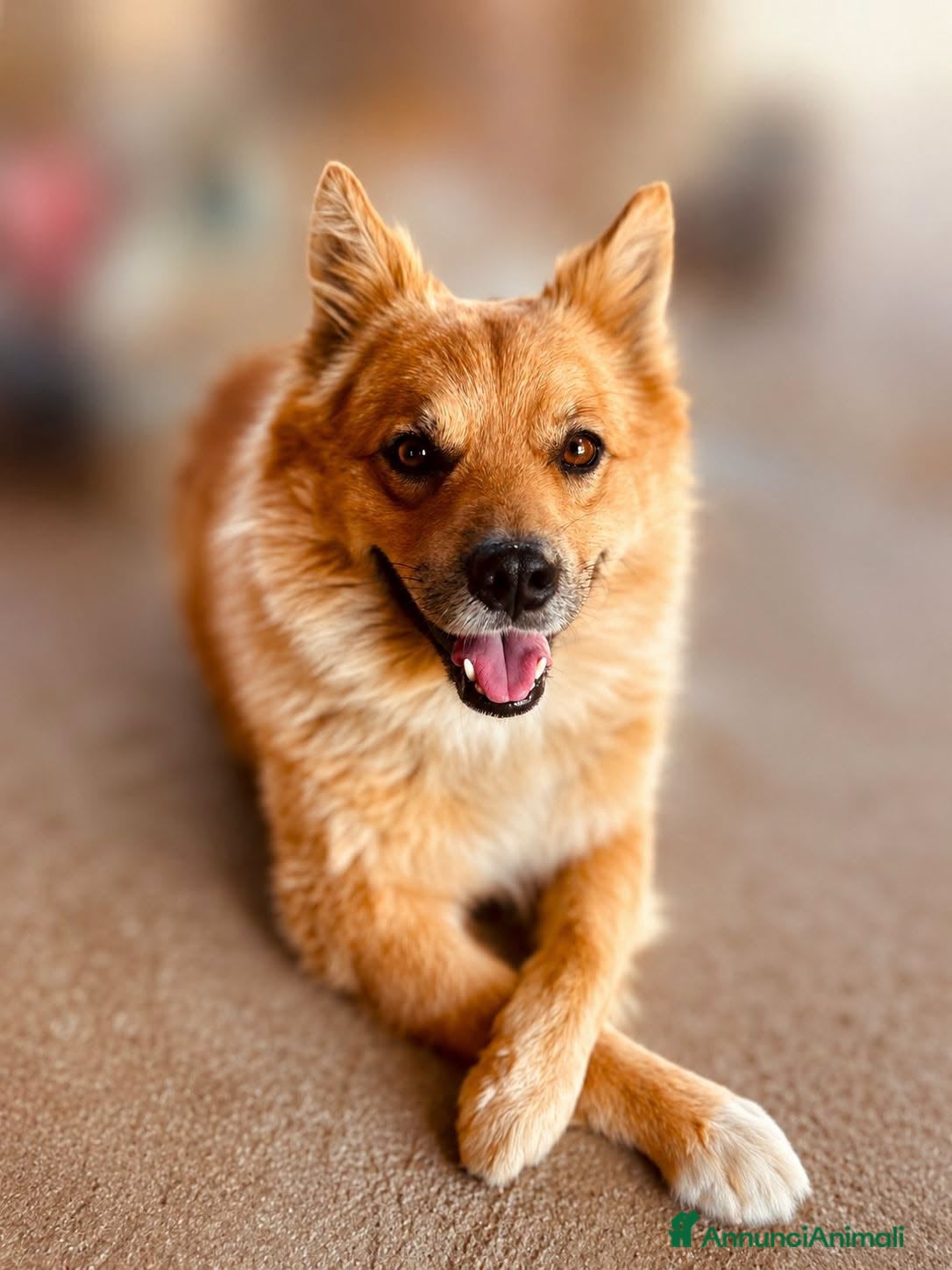 Volpino Italiano cani Paky. - Annuncio 1