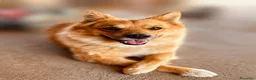 Volpino Italiano cani in regalo: Paky. - Annuncio 1