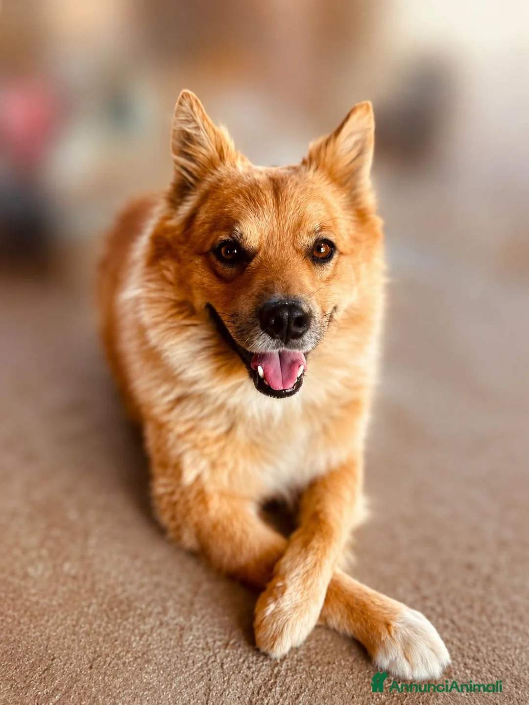 Volpino Italiano cani in regalo: Paky. - Annuncio 1