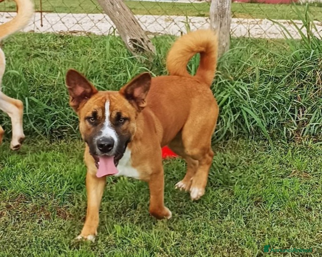 Meticcio cani in regalo: Il piccolo Charles merita di crescere in famiglia a Latina - Annuncio 1