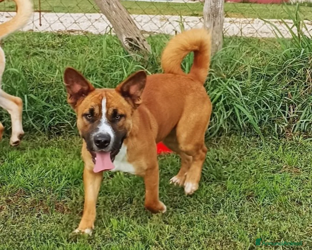 Meticcio cani in regalo: Il piccolo Charles merita di crescere in famiglia a Latina - Annuncio 1