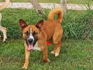 Meticcio cani Il piccolo Charles merita di crescere in famiglia a Latina - Annuncio 6