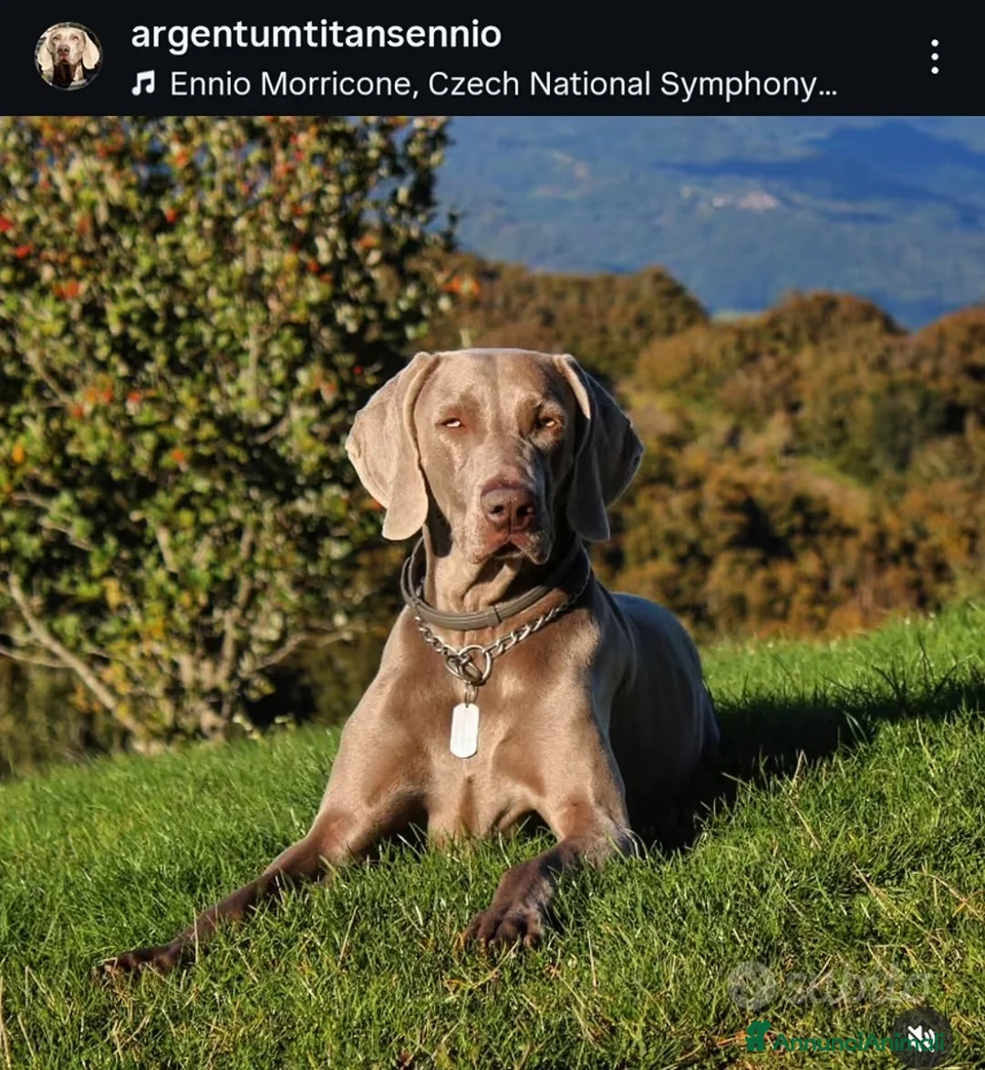 Weimaraner cani per accoppiamento: Maschio Weimaraner Stallone disponibile per monta - Annuncio 2