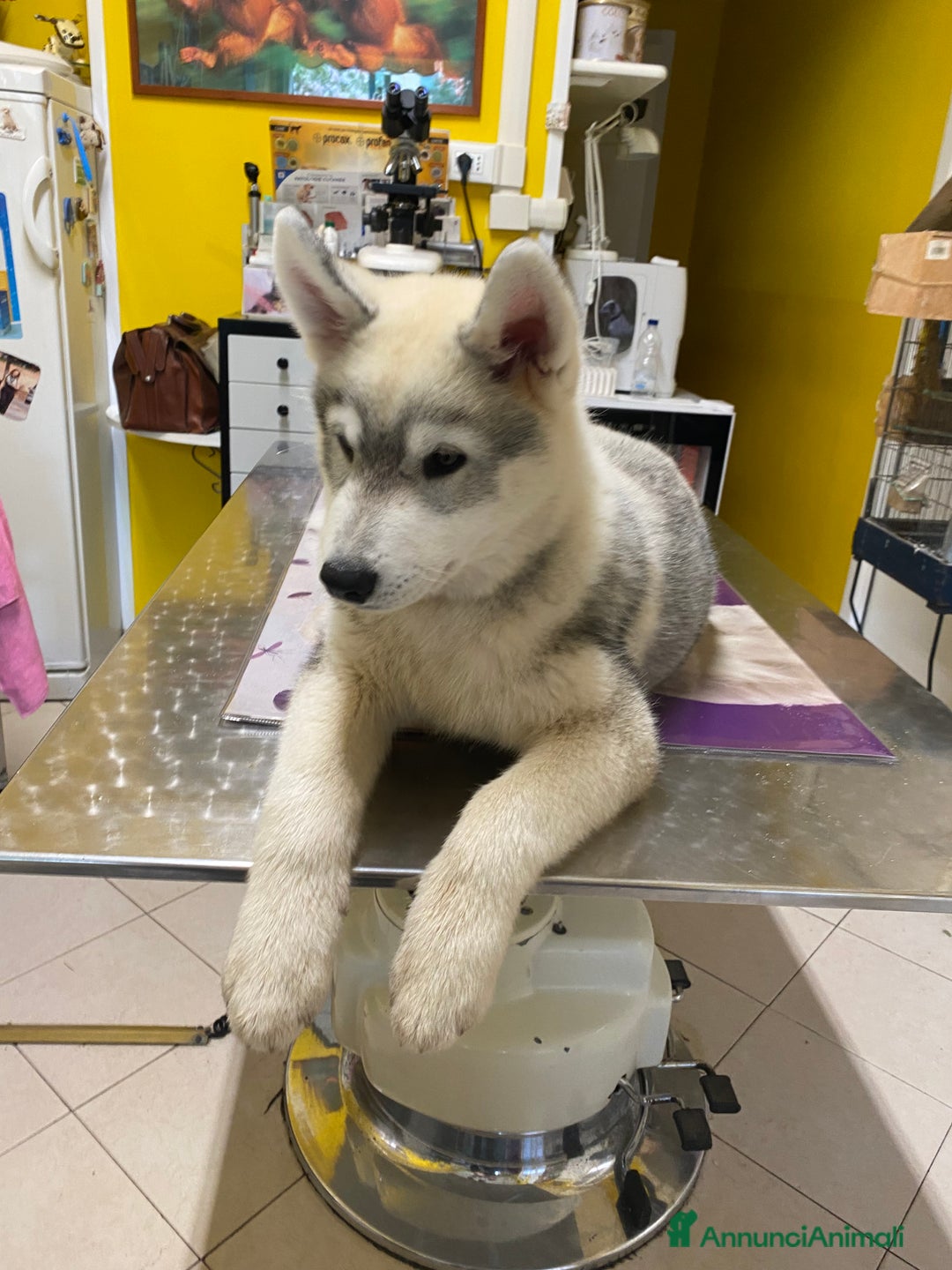 Husky cani per accoppiamento: Husky Siberiano con pedigree cerca fidanzata - Annuncio 7