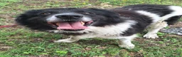 Meticcio cani in regalo: Buonissimo, educato, 3 anni, 30 kg - Annuncio 5