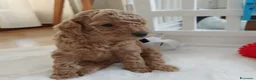 Barboncino Toy cani in vendita: barboncino toy - Annuncio 3