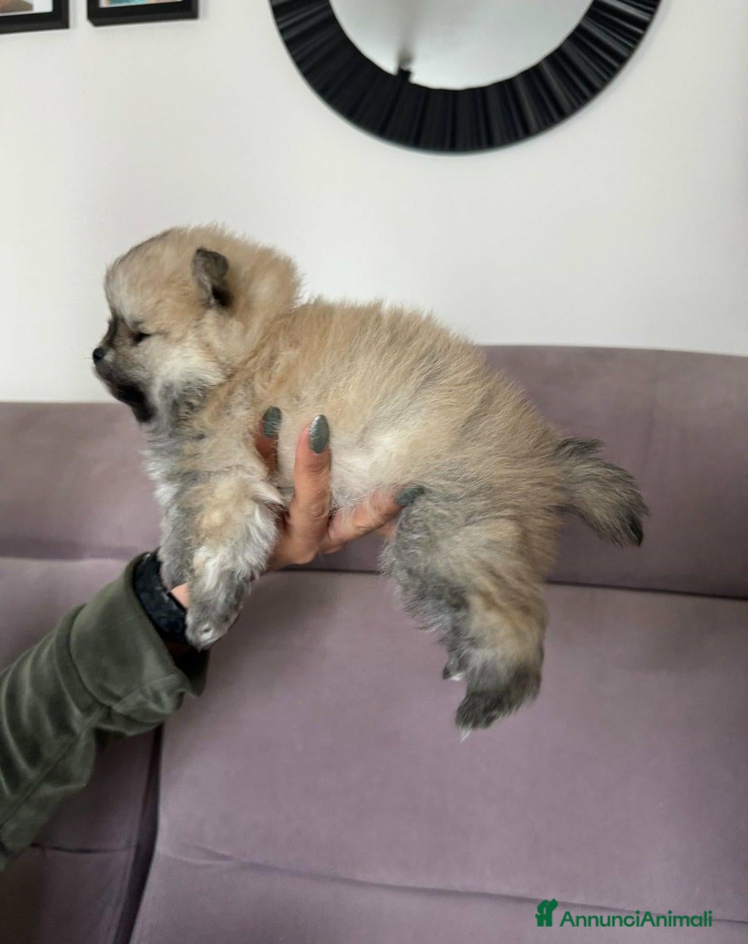 Volpino Pomerania cani in vendita: Cuccioli di Pomerania di alta qualità a Città metropolitana di Milano - Annuncio 4