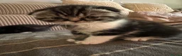 Scottish gatti in vendita: Cucciola Scottish fold - Annuncio 3