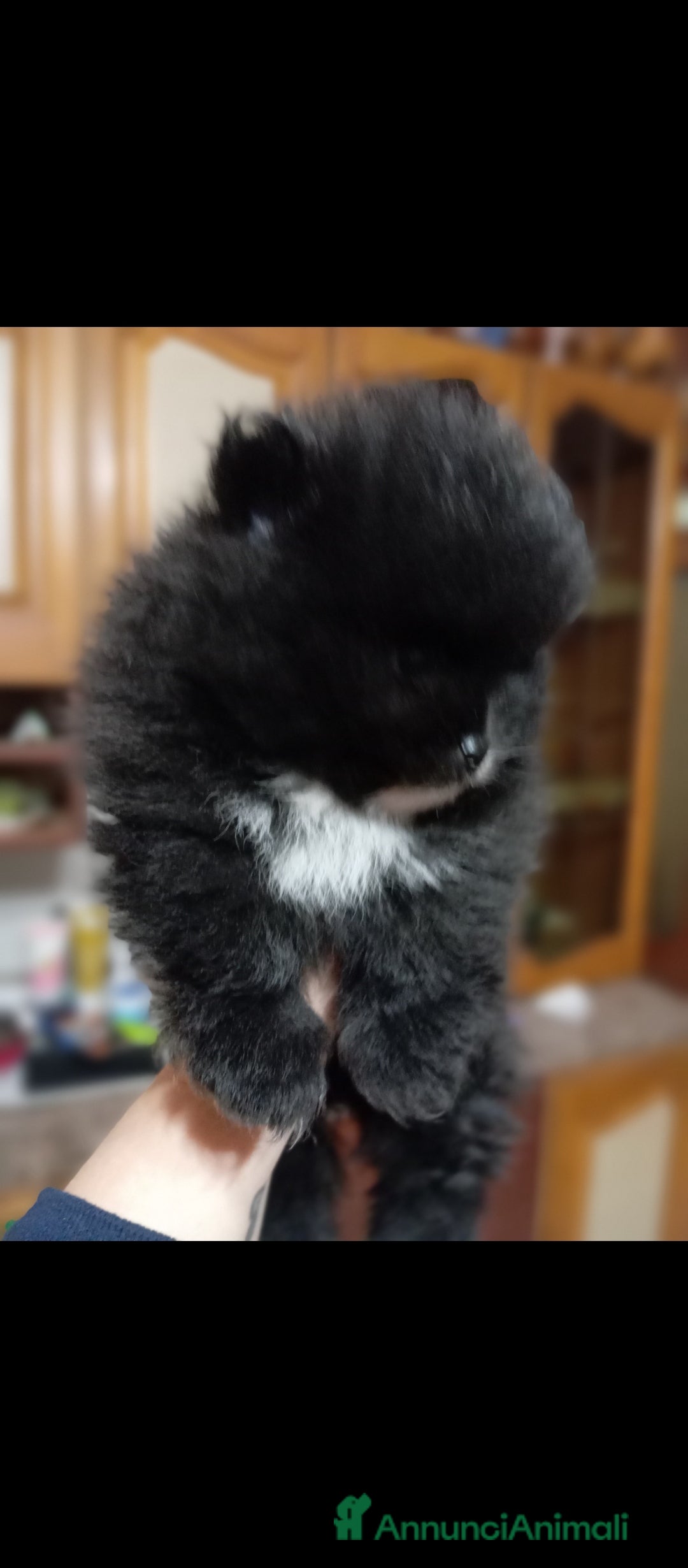 Volpino Pomerania cani in vendita: POMERANIA TEDDY BEAR  - Annuncio 4