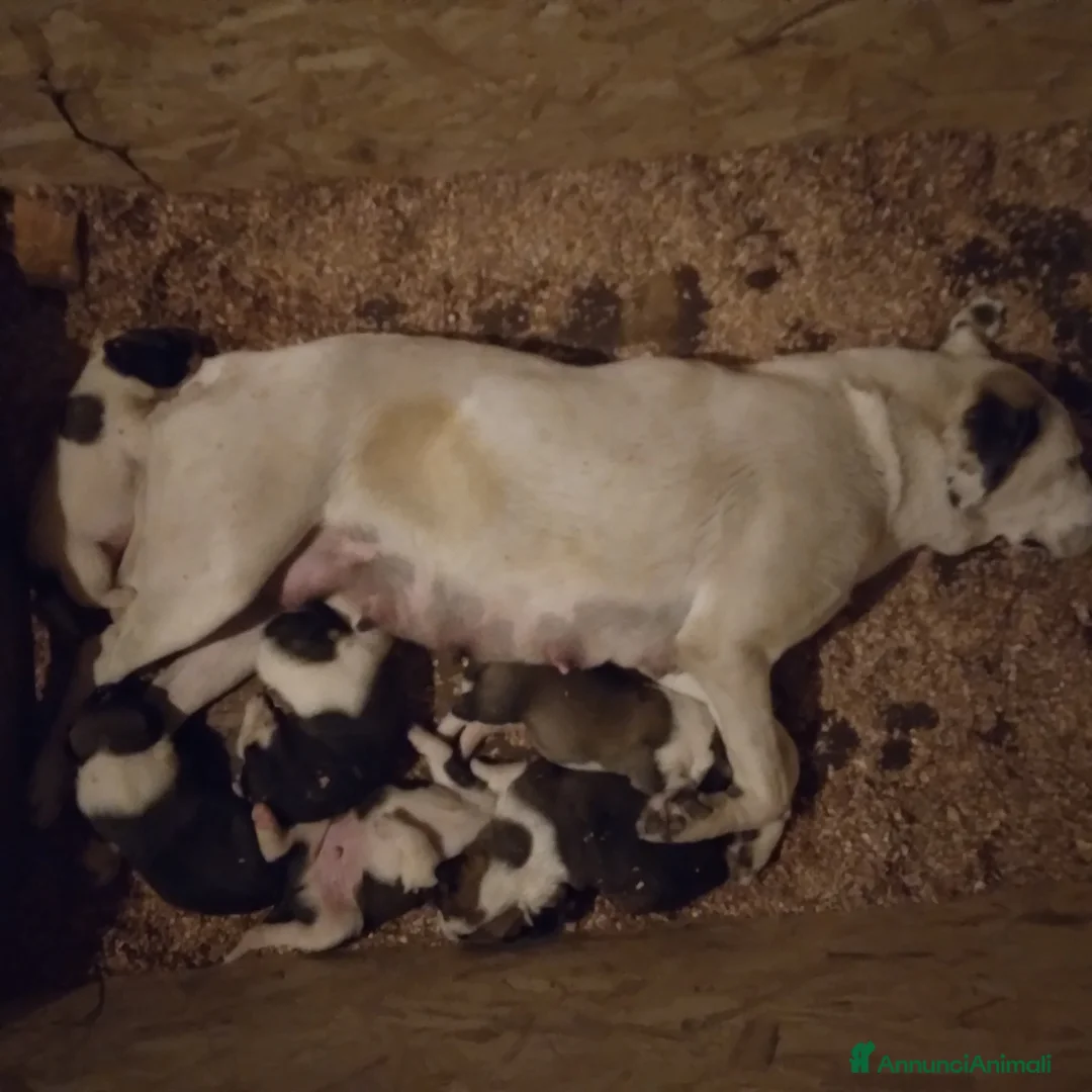 Pastore Asia Centrale cani in vendita: Cucciolo 3 mesi  a Città Metropolitana di Torino - Annuncio 2