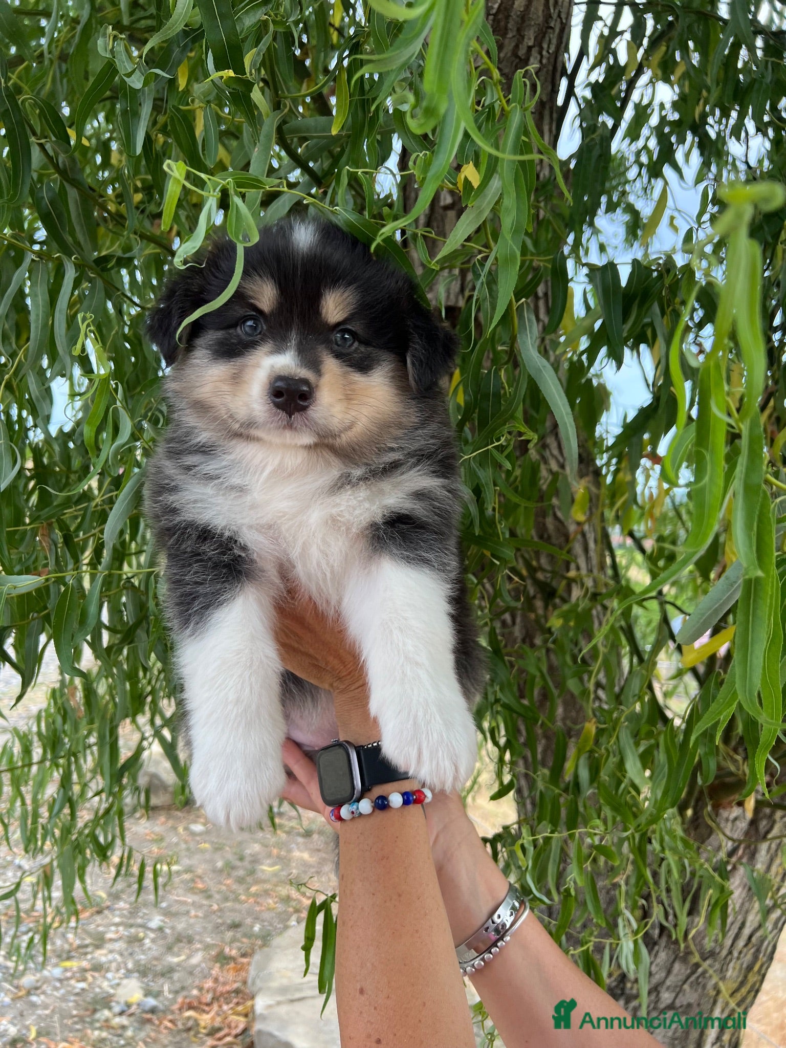 Australian Shepherd cani Femmina Australian shepherd pastore australiano  - Annuncio 24