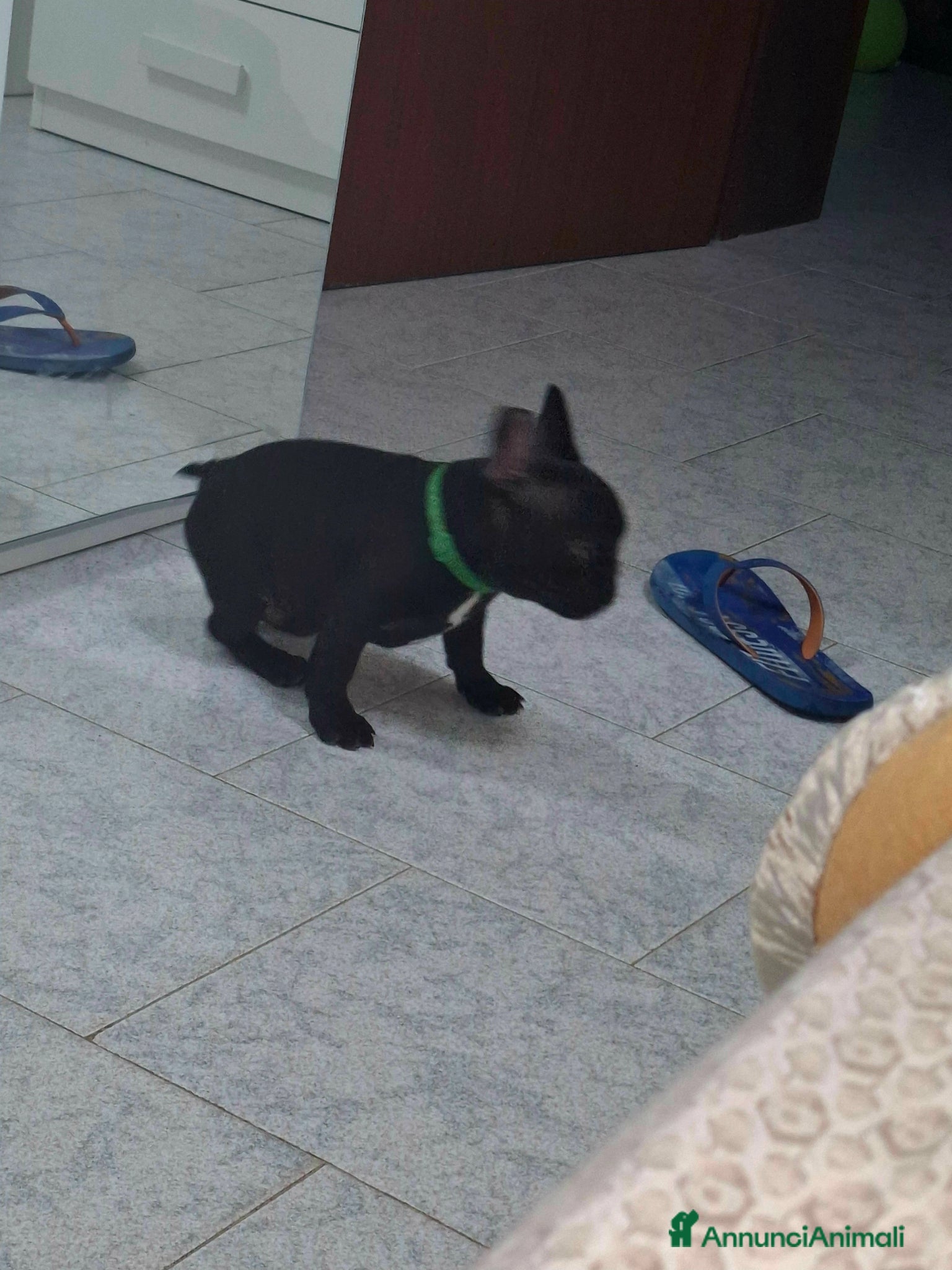 Bulldog Francese cani Buldog Francese  - Annuncio 1