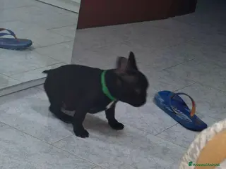 Bulldog Francese cani Buldog Francese - Annuncio 1