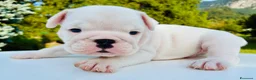 Bulldog cani in vendita: Cuccioli Bulldog Inglese - Annuncio 12
