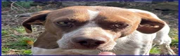 Meticcio cani in regalo: ARANCIA bella timidina - Annuncio 6