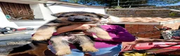 Pastore Tedesco cani in vendita: Cuccioli di Pastore Tedesco  - Annuncio 8