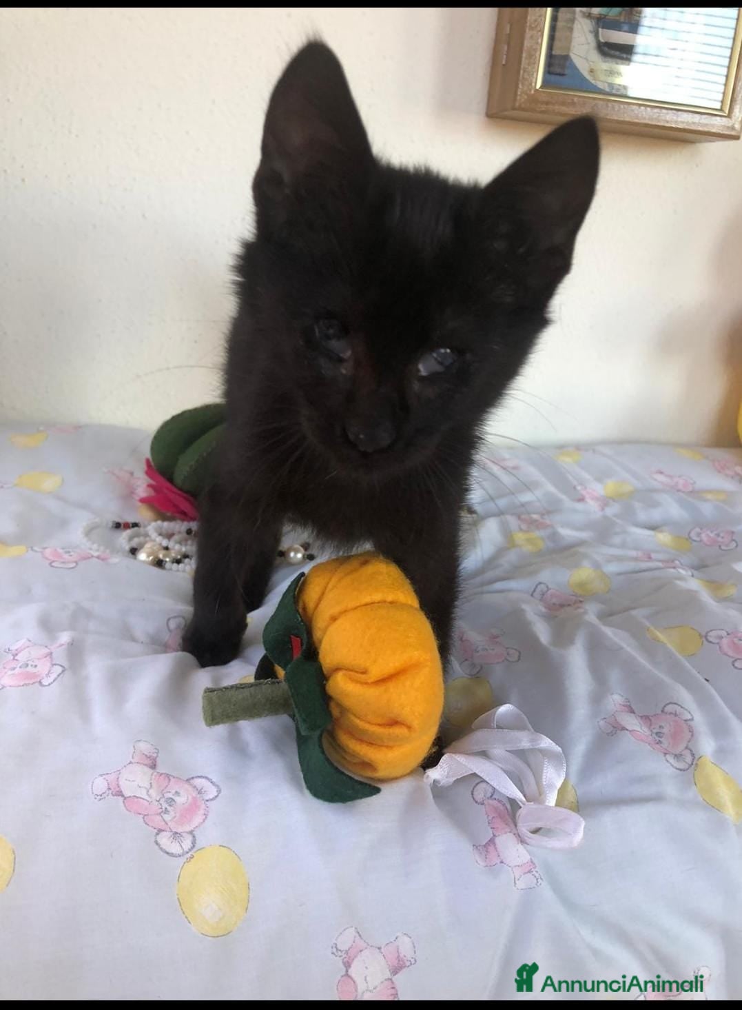 Altre razze gatti GATTINI - Annuncio 3