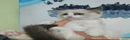 Ragdoll gatti in vendita: Ragdoll cuccioli  a Città Metropolitana di Torino - Annuncio 10