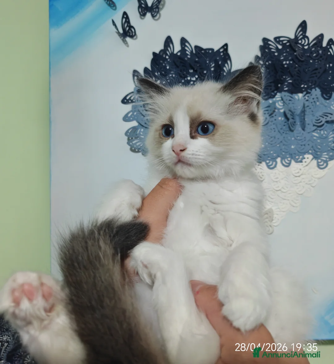 Ragdoll gatti in vendita: Ragdoll cuccioli  a Città Metropolitana di Torino - Annuncio 10
