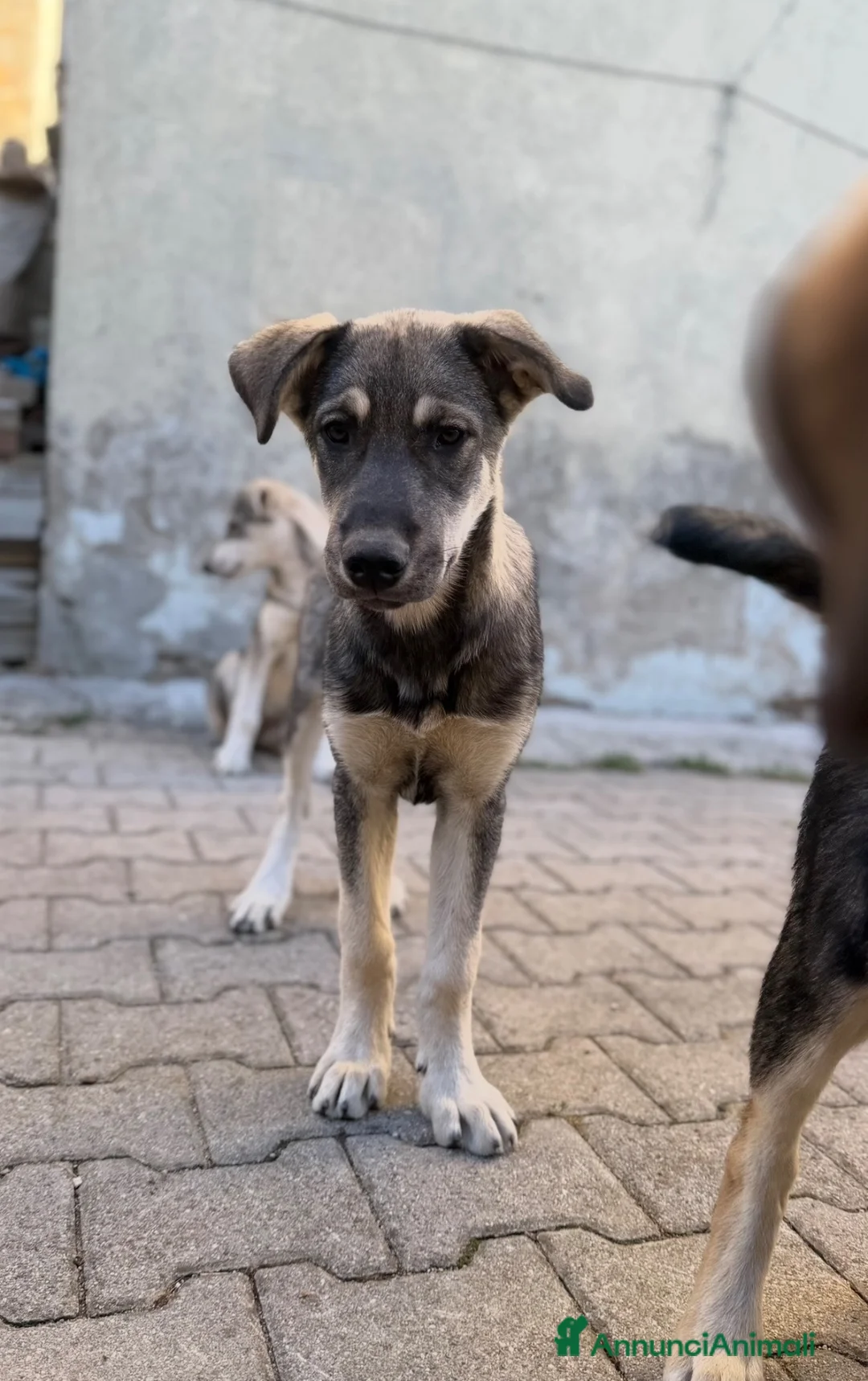 Meticcio cani in vendita: Cuccioli mix Pastore del Caucaso e Husky a Città Metropolitana di Firenze - Annuncio 2
